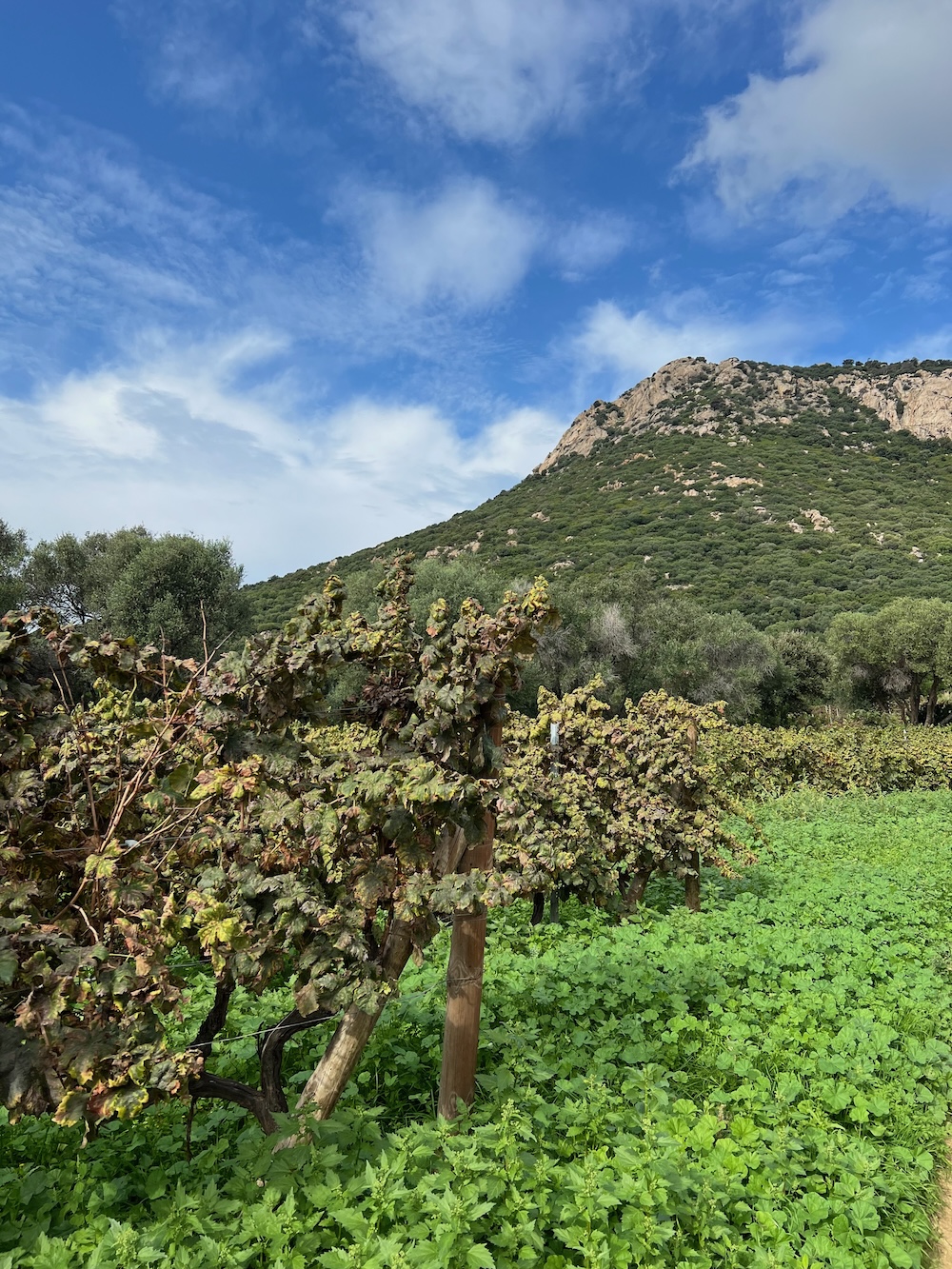 Gourmet-Kochkurs Kulinarische Inselreise nach Korsika am 18.6.2026 – Bild 16