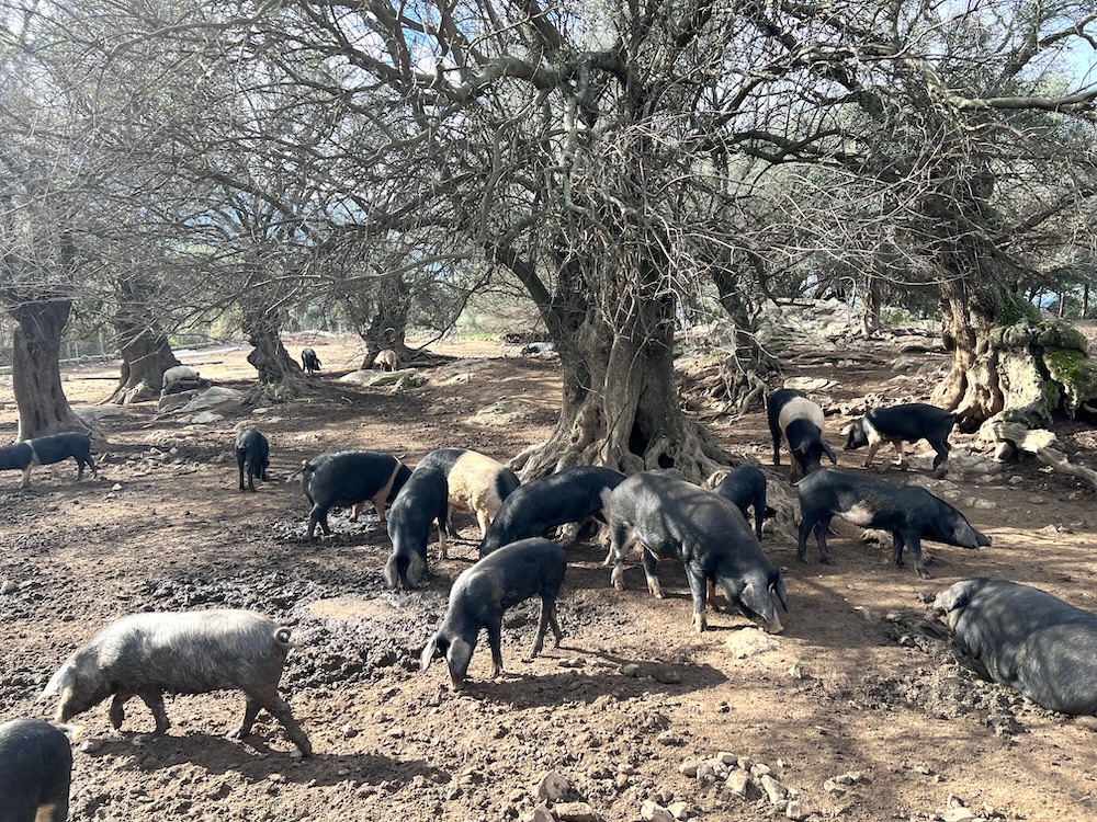 Gourmet-Kochkurs Kulinarische Inselreise nach Korsika am 18.6.2026 – Bild 10