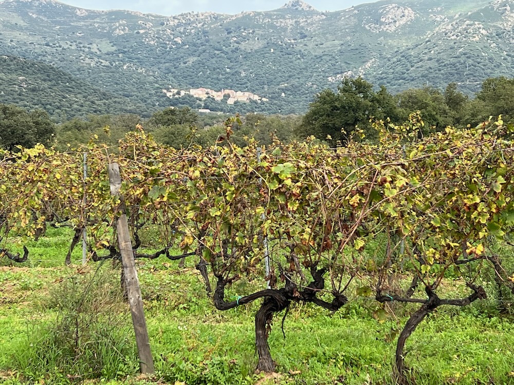 Gourmet-Kochkurs Kulinarische Inselreise nach Korsika am 18.6.2026 – Bild 19